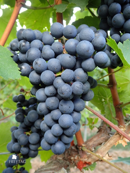 Acolon Rebschule Freytag